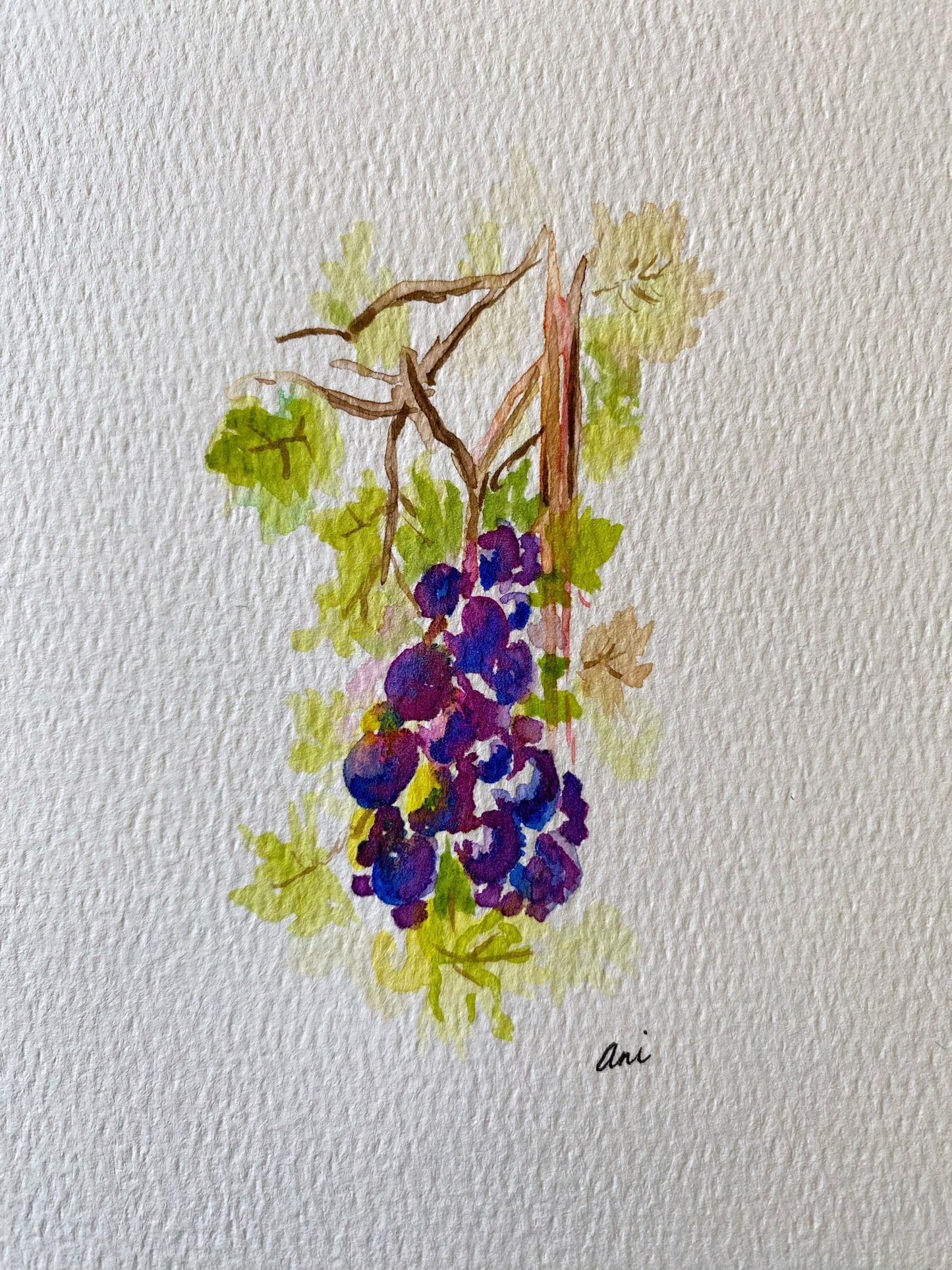 Grapevine Original Watercolor